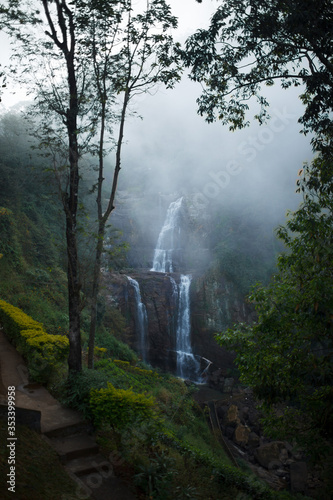 Foto fog in the forest