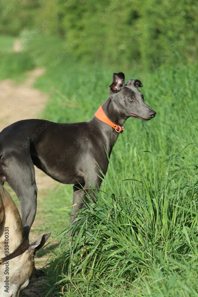 Whippet dog puppy on a walk looking off to left Whippet dog puppy on a walk looking off to left