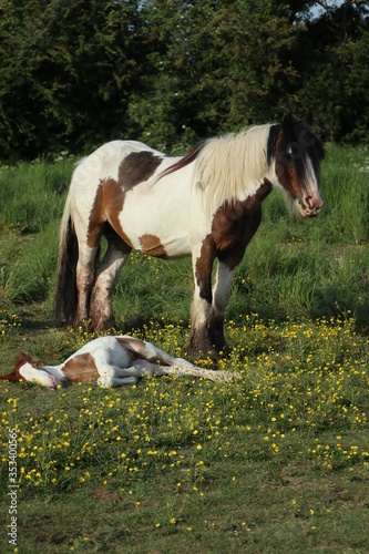 horse and foal in a flower meadow