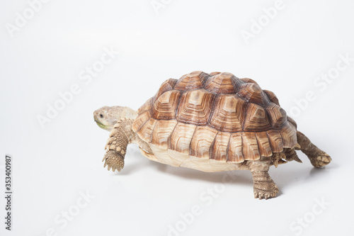 African species of spurred tortoise (Centrochelys sulcata) isolate on white background
 photo