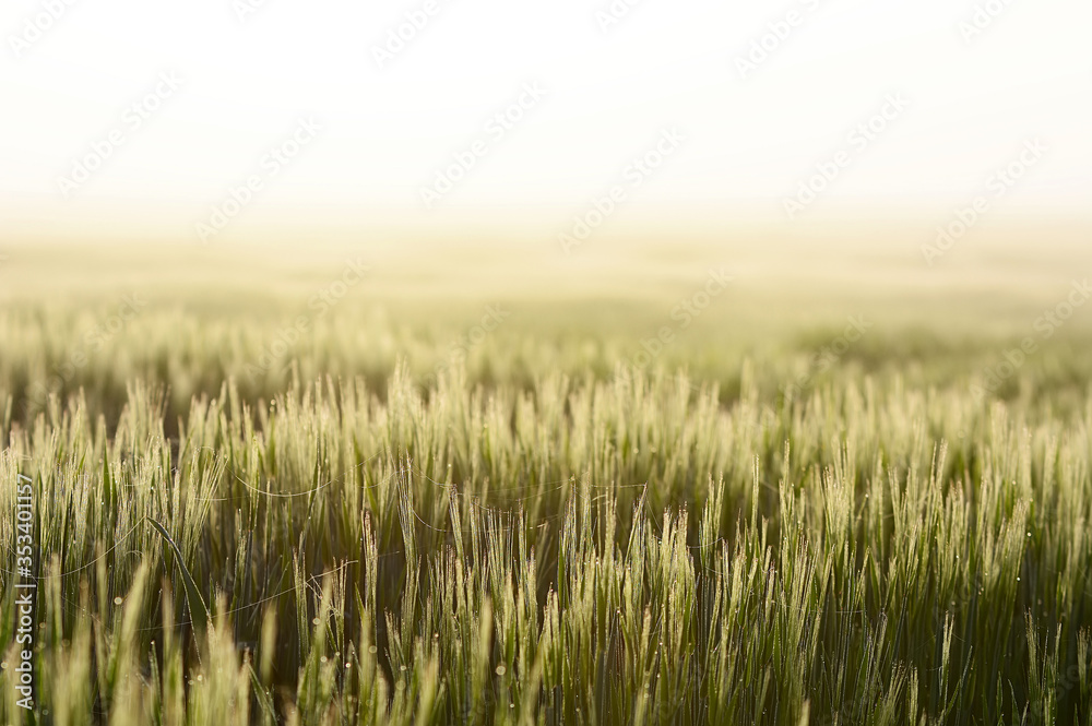 Barley strong backlite from a sunrise on the island Gotland