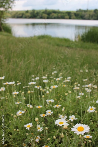 Idyllic summer landscape with a field of daisies on the river bank. Top view of little chamomile flowers. Natural floral background. 