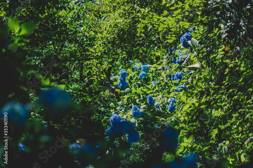 青色の紫陽花と新緑 © kanzilyou