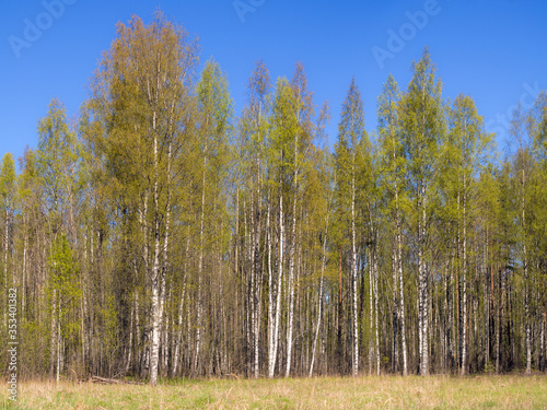 landscape at the edge of the forest