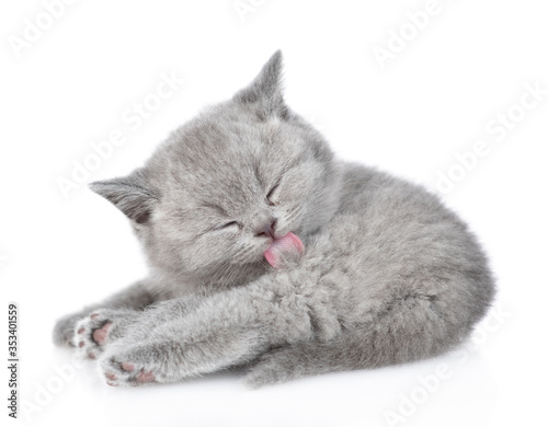 Baby kitten washin and cleaning itself. isolated on white background