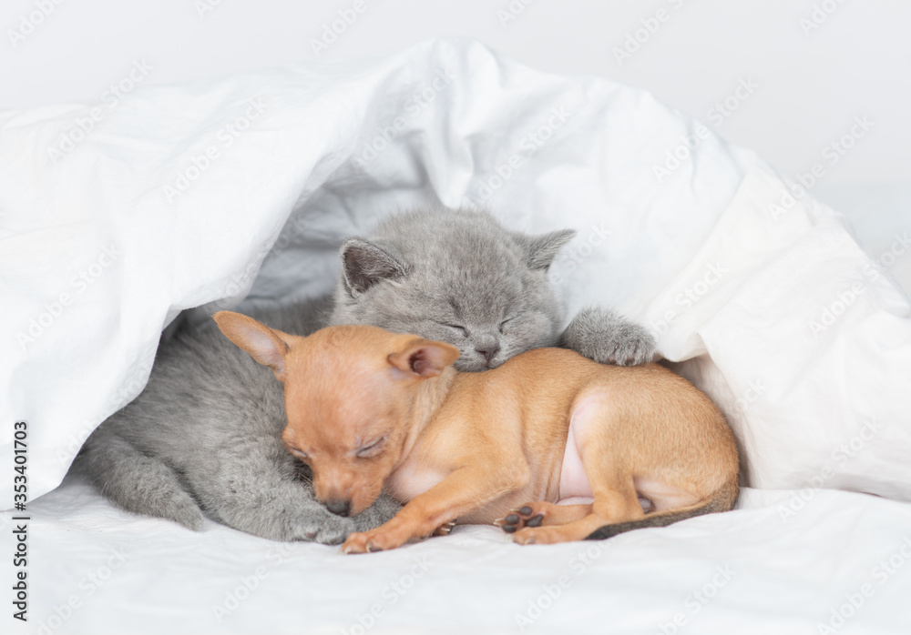 Baby kitten and toy terrier puppy sleep together under white blanket on a bed at home