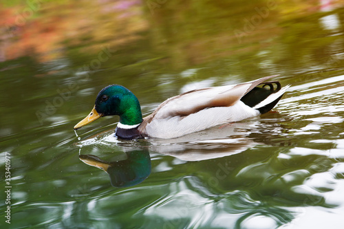 Duck floating on the lake