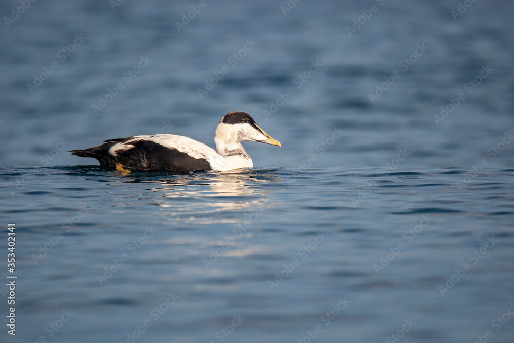 Fototapeta premium Common Eider (Somateria mollissima) doğal yaşam alanı.