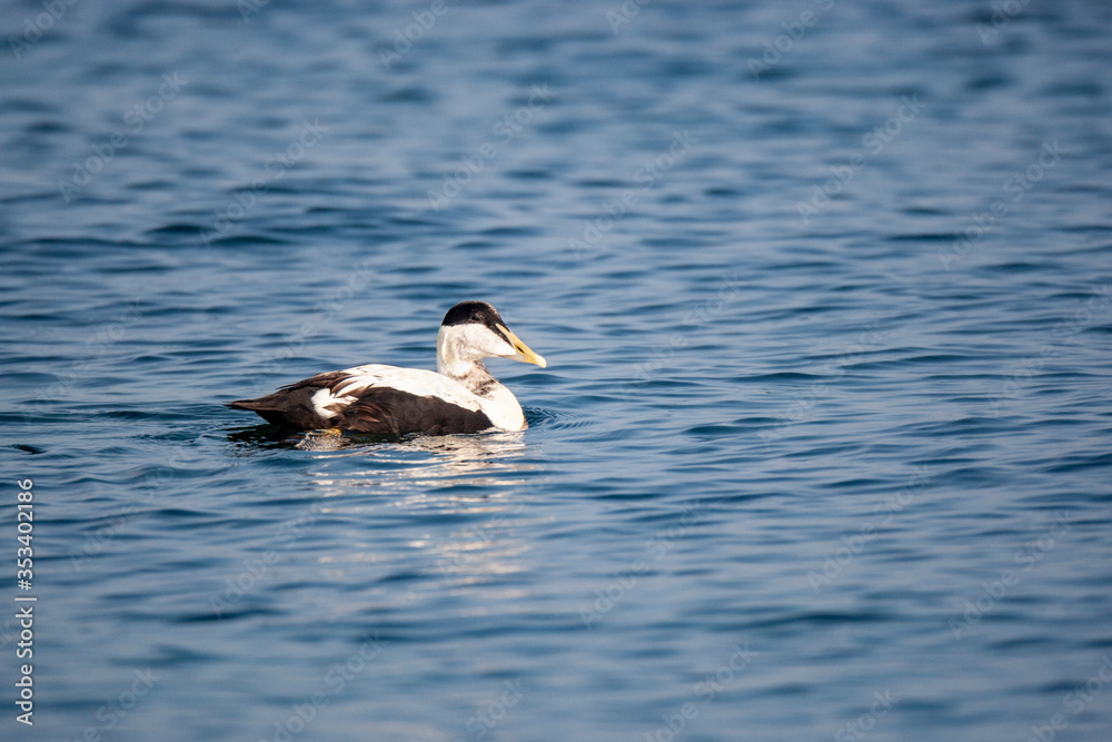 Common Eider (Somateria mollissima) doğal yaşam alanı. Common Eider (Somateria mollissima) doğal yaşam alanı.