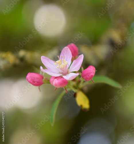 Pink cherry blossom. © Lukasz