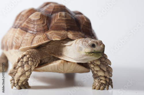 African species of spurred tortoise (Centrochelys sulcata) isolate on white background
 photo