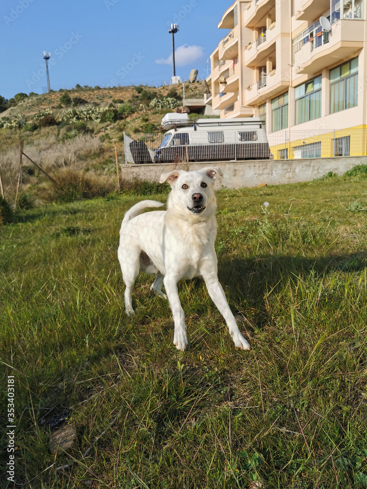 Obraz premium Cane bianco