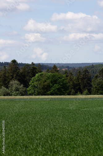 Green fields 