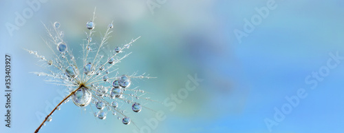 Dandelion seed closed up with water drops or dew beautiful nature background