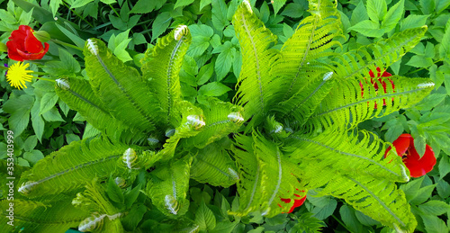 Beautiful green fern leaves. spring foliage of nature. Floral background of fern. Tropical leaf. An exotic forest plant. Concept of botany. Fern jungle. photo