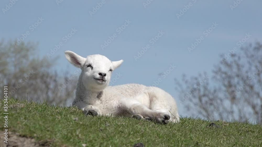 Cute white  lamb lying on meadow in springtime in front of blue sky