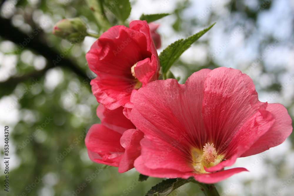 Tender Mallow in the sunny garden