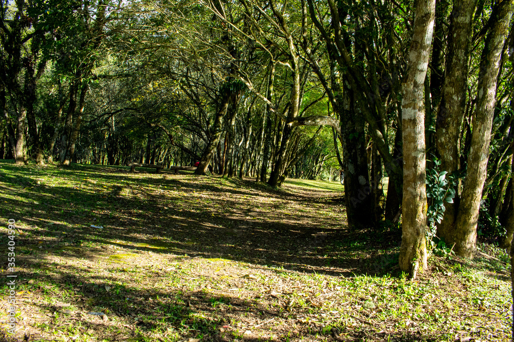 path in the forest path in the forest