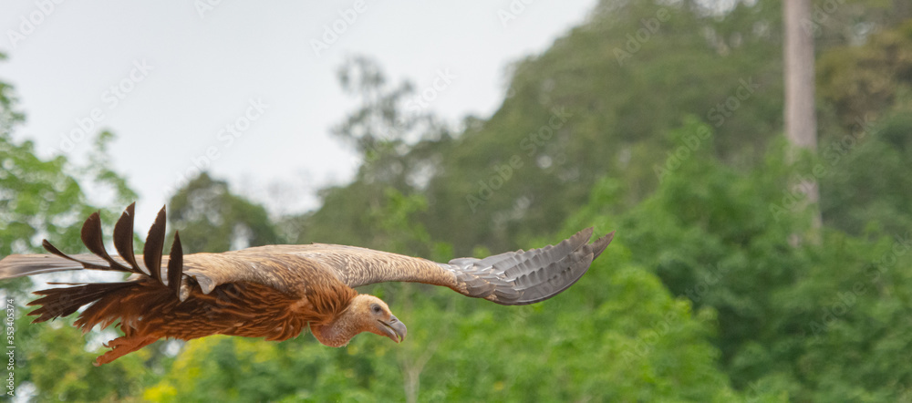 Obraz premium Himalayan griffon vulture in evacuation season