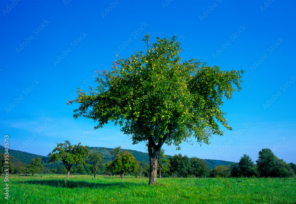 Obraz premium Pommier solitaire en été dans les champs dans les montagnes vosgiennes dans les vosges en France