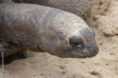 Galapagos tortoise head closeup April 6 2019 the largest living species of tortoise, are native to seven of the Galapagos Islands