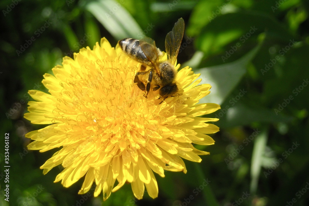 bee on yellow dandelion flower close-up. European bee pollinating flowers. Bee on a flower close-up. bee on yellow dandelion flower close-up. European bee pollinating flowers. Bee on a flower close-up.
