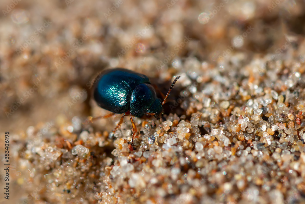 Little shiny beetle in the sand