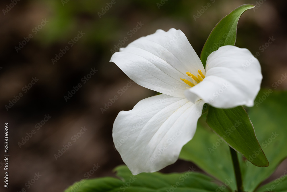 A white trillium grows in Glen Stewart Ravine in the Beaches neighbourhood of Toronto, Ontario. A white trillium grows in Glen Stewart Ravine in the Beaches neighbourhood of Toronto, Ontario.