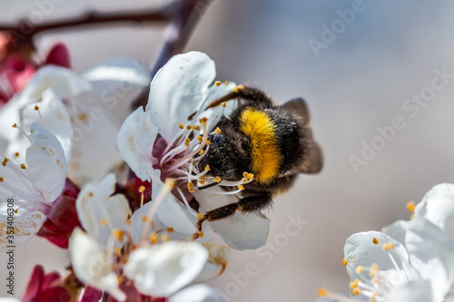 Bumblebee on a branch of a flowering tree