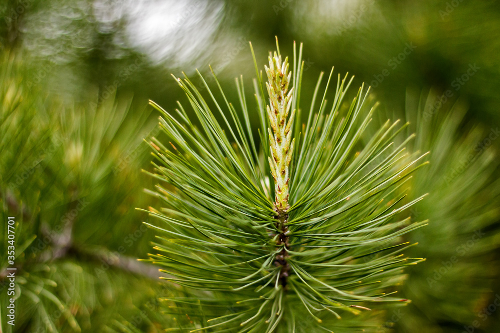 Long needles on a cedar branch Long needles on a cedar branch