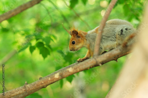 A wild squirrel captured in warm spring day on a tree branch