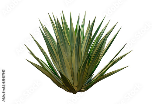 Ornamental  plant isolated on white background. Agave plant tropical.