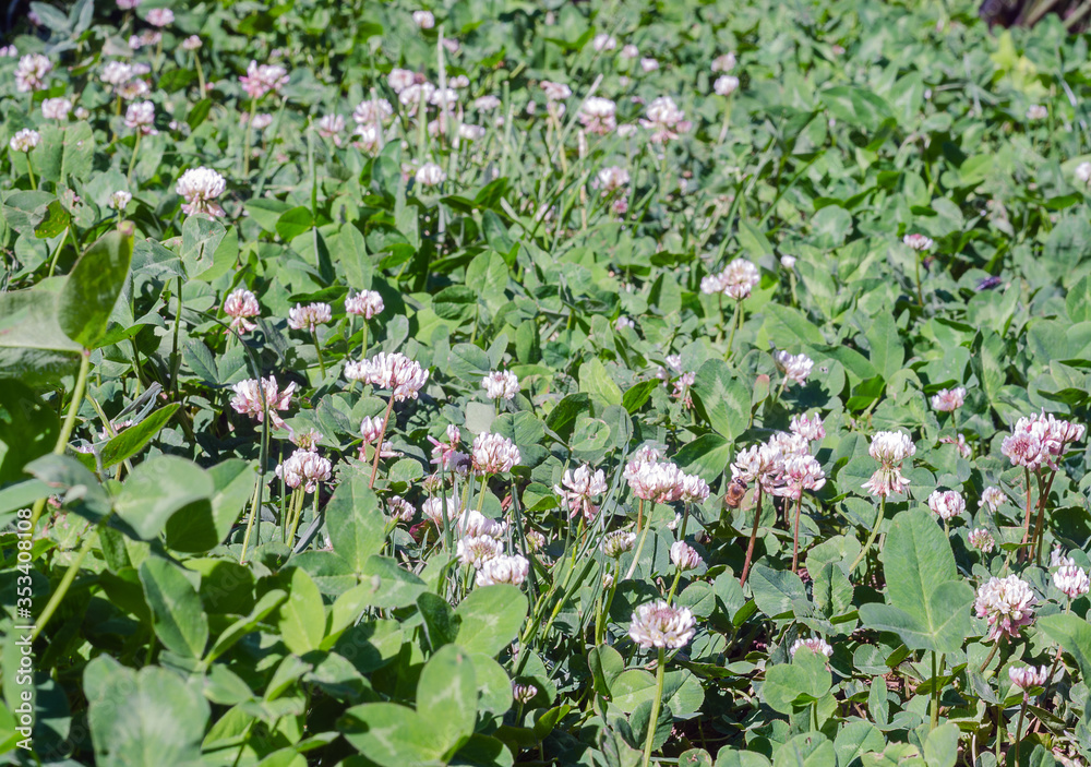 green clover leaves and flowers green clover leaves and flowers