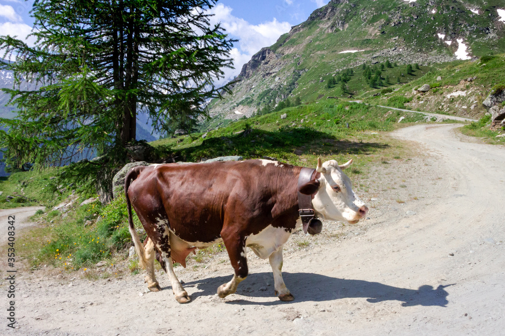 mucca che cammina lungo il sentiero, in alta montagna, in estate. Alpi italiane. Valle d'Aosta. Italia mucca che cammina lungo il sentiero, in alta montagna, in estate. Alpi italiane. Valle d'Aosta. Italia