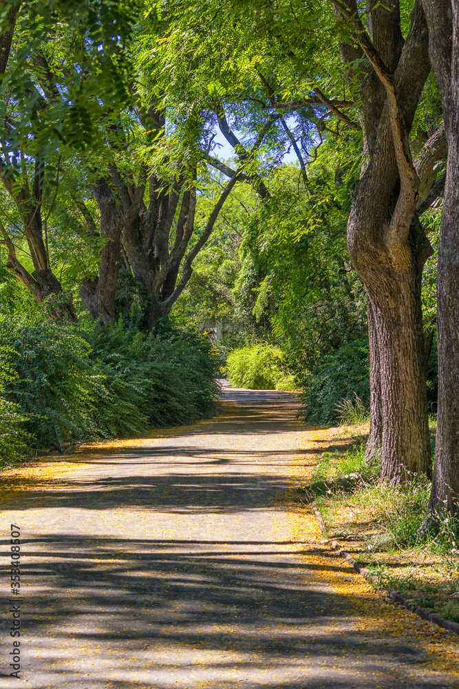 Fototapeta premium Path under trees with yellow flowers on the ground