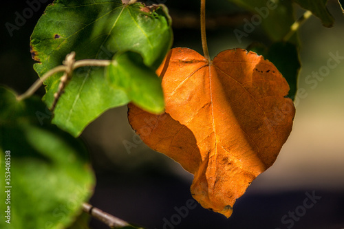 A view of a Orange leaf