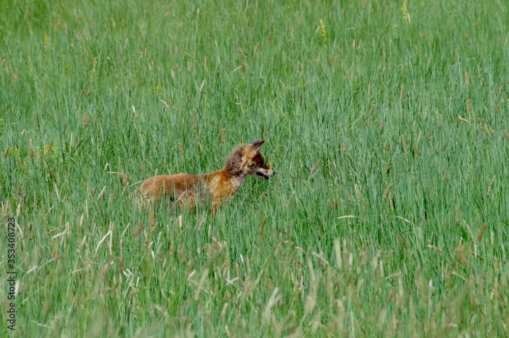 Fuchs auf der Jagd Fuchs auf der Jagd