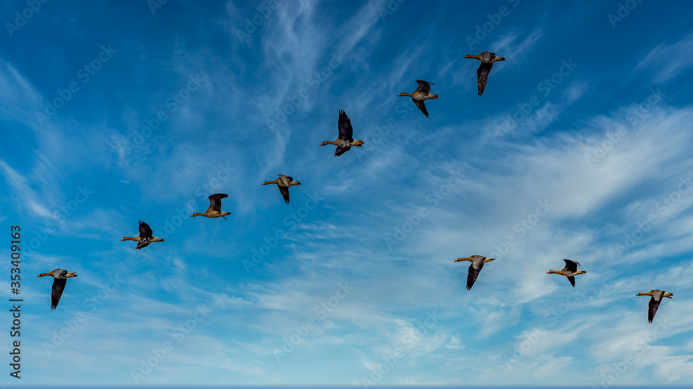 flock of birds flying in blue sky flock of birds flying in blue sky
