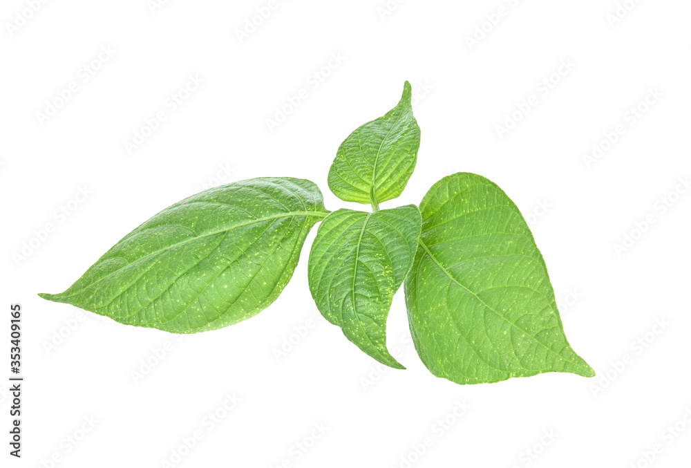 green basil herb leaves isolated on white background. green basil herb leaves isolated on white background.