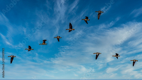 Fotografia, Obraz flock of birds flying in blue sky