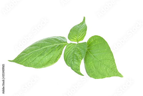green basil herb leaves isolated on white background.