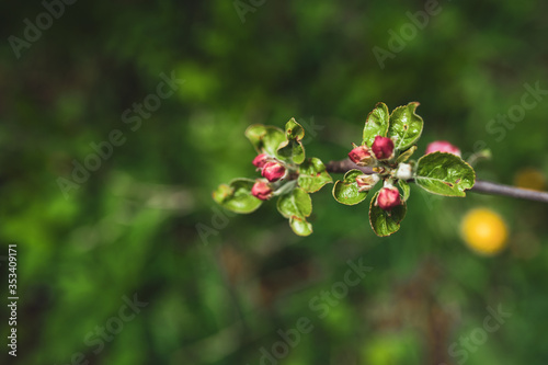 Unopened flowers of apple tree on a background of green foliage and grass