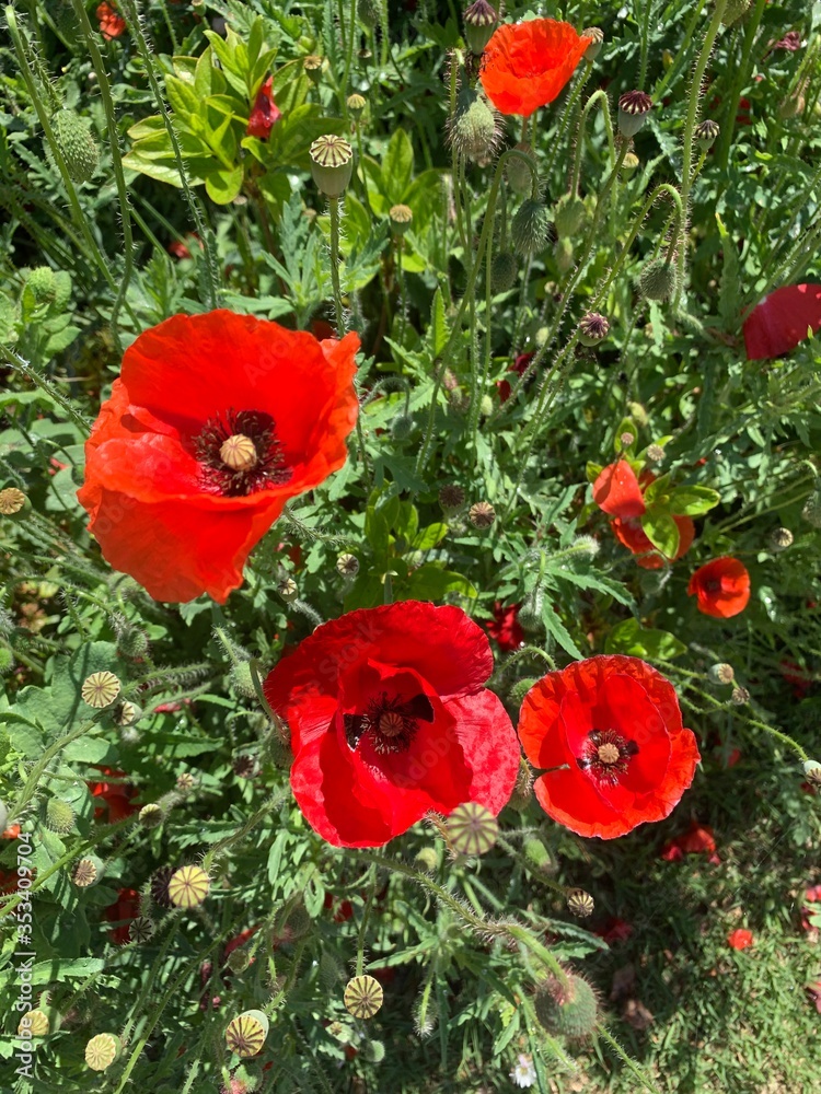 red poppies in a field