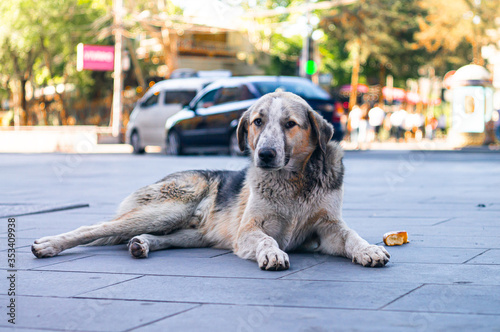 Homeless dog laying o the street in Yerevan city