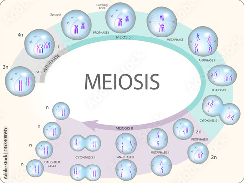 Meiosis process in cells, interphase and cell division photo
