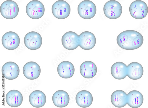 Cell cycle and stages in division and meiosis of eukaryotic cell, 3D illustration