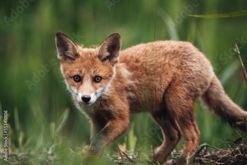 Red fox cub in the wilderne...