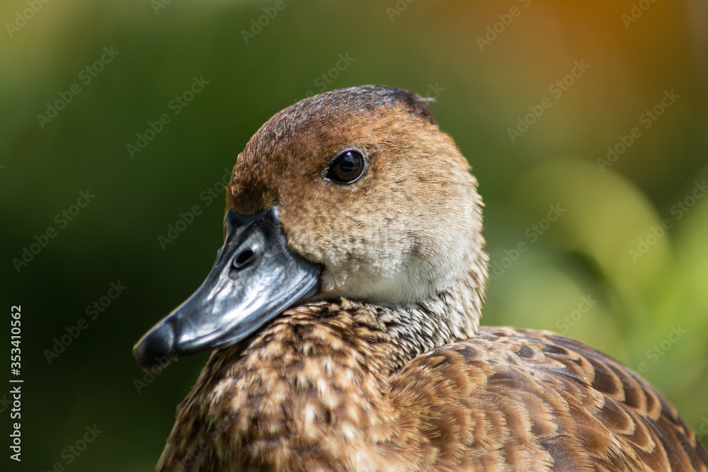 Head of a West Indian whistling duck against a blurred green background Head of a West Indian whistling duck against a blurred green background