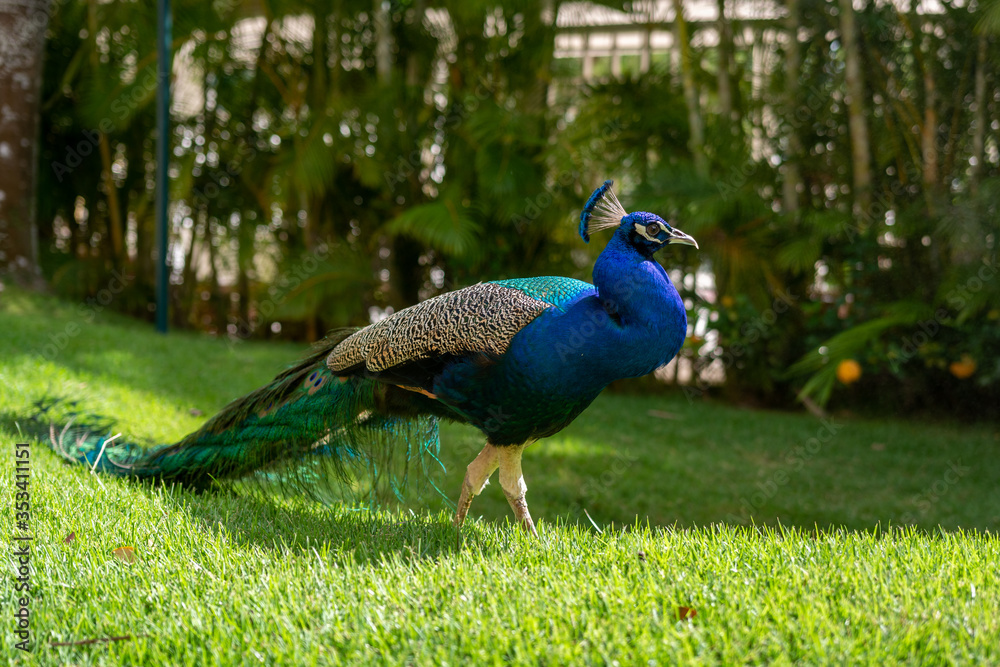 Fototapeta premium Peacock walking through a green yard