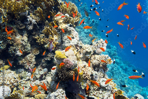 Colorful coral reef at the bottom of tropical sea, hard and soft coral, shoal of anthias fishes, underwater landscape